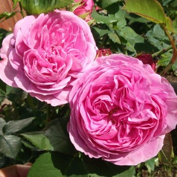 Роза парковая Луис Одиер